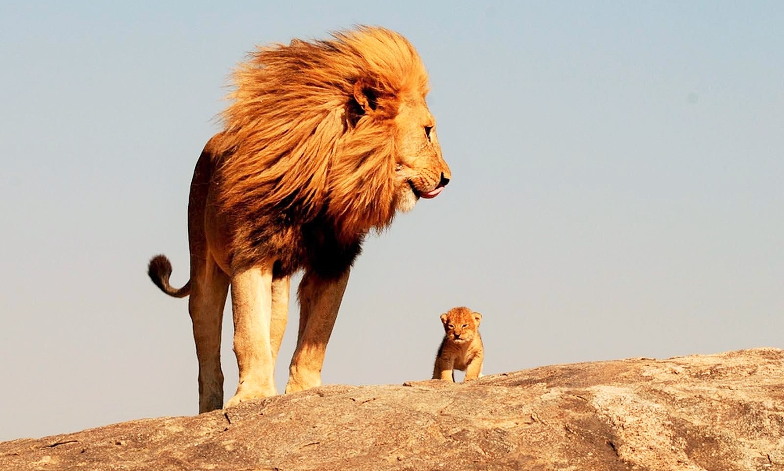 Lion-HD-Wallpapersssss